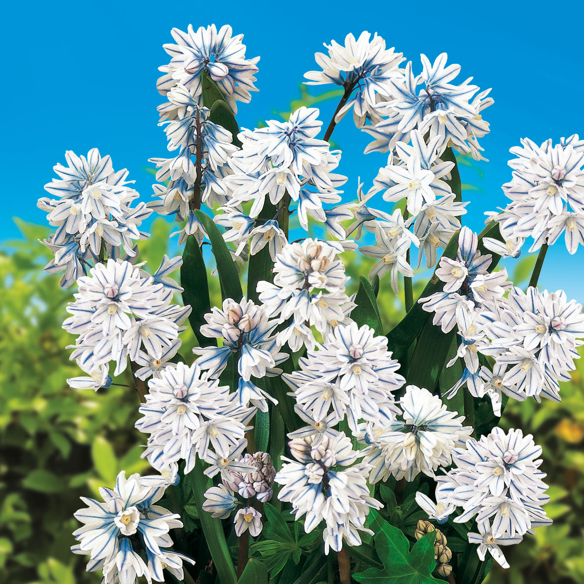 Puschkinia Libanotica