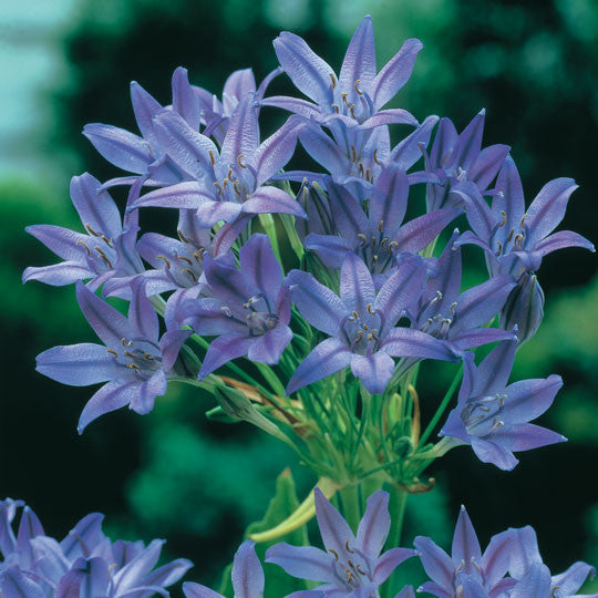 Star Flowers Triteleia Flower Bulbs