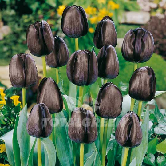 Tulips Triumph Queen of Night