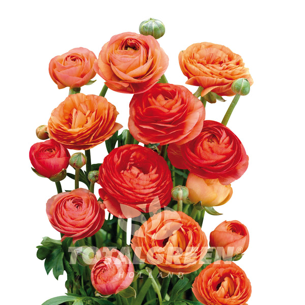Holand Ranunculus Peony Ranunculus - Planting Information - TotalGreen Holland