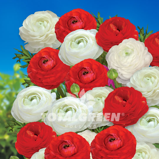 Buttercups Ranunculus Red/White Mix Summer Flowering