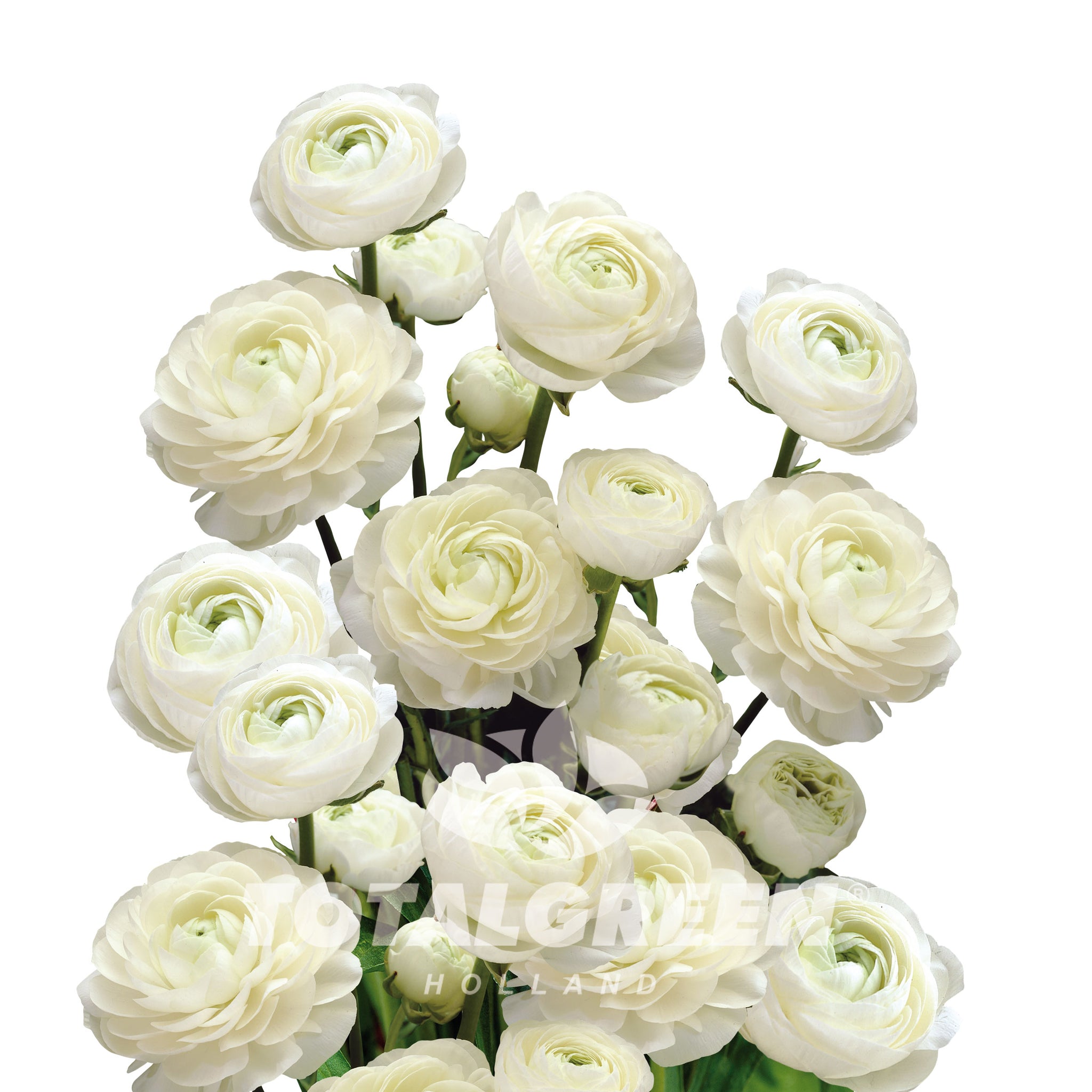 Holand Ranunculus Peony Ranunculus - Planting Information - TotalGreen Holland