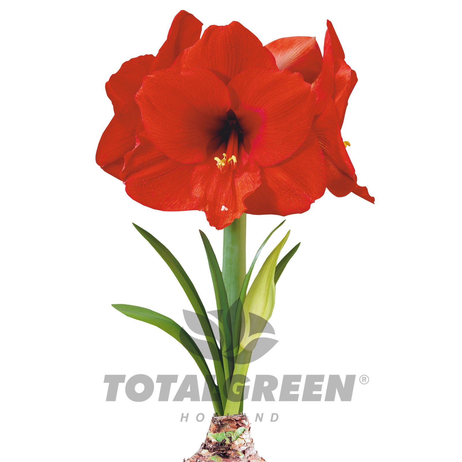 Amaryllis Grow Kit