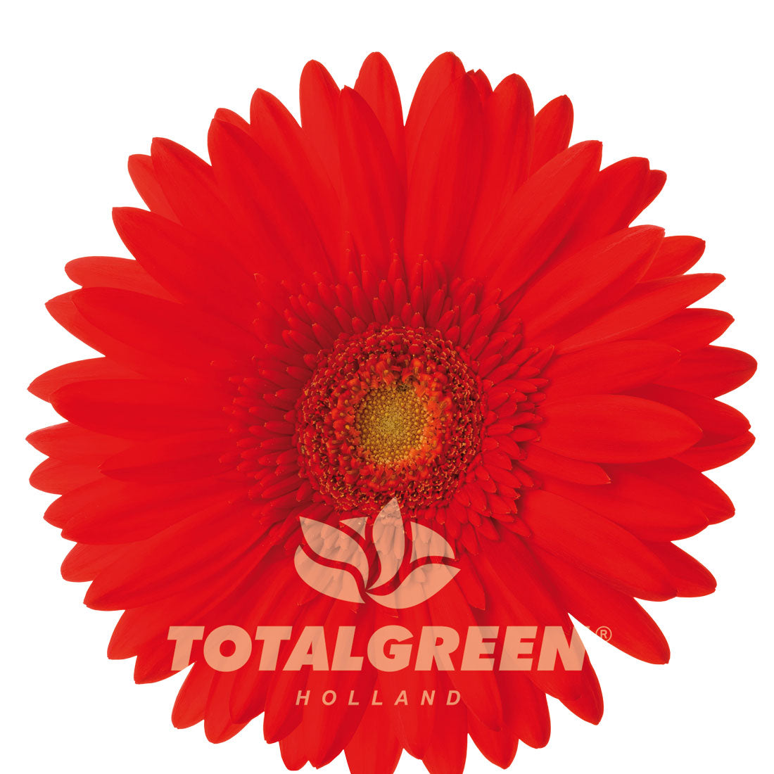 Red Daisy Seed Grow Kit