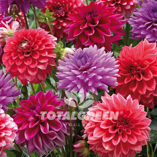 Dahlias Giant Mixed Red Purple Striped