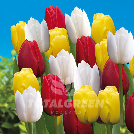 Tulips Triumph Red Yellow White