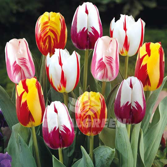 Tulips Triumph Rembrandt Mixed - TotalGreen Holland - Flower Bulbs