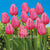 Tulips Darwin Hybrid Pink