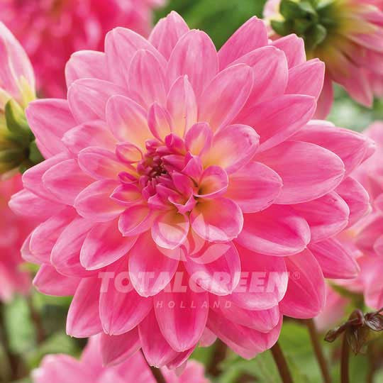 Ｄahlia☆ SidehillCindyDahlia-
