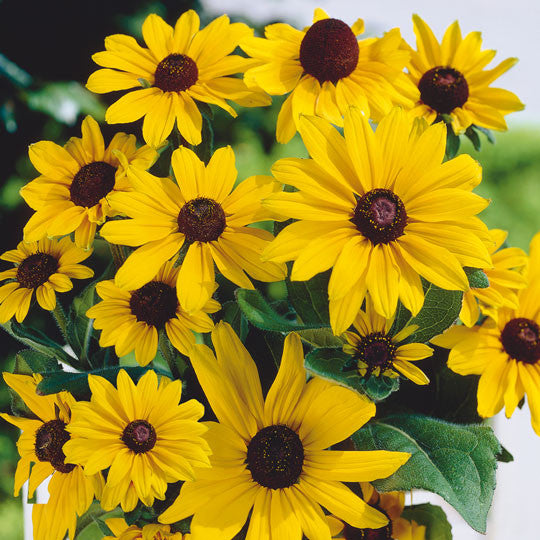 Rudbeckia Black Eyed Susan Flower Bulbs