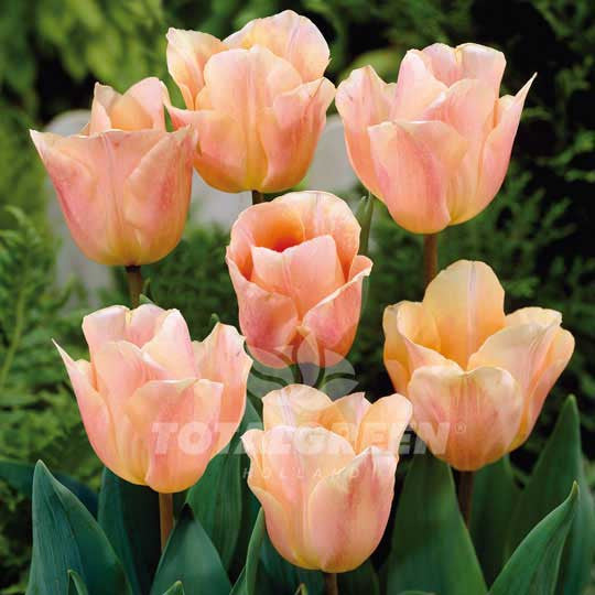 Tulips Darwin Hybrid Salmon