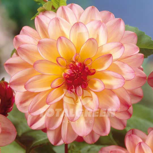 Dahlias Salmon Flower Bulbs