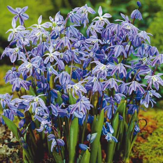 Scilla Siberica Flower Bulbs