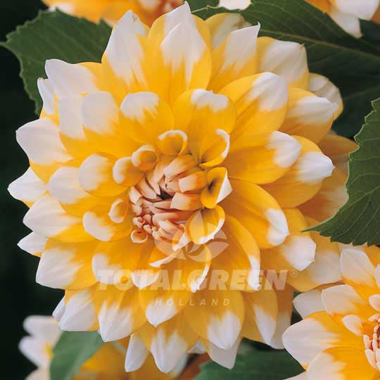 Dahlias Seattle Flower Bulbs