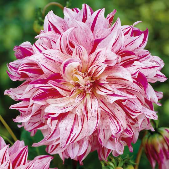 Dahlias Smokey Flower Bulbs