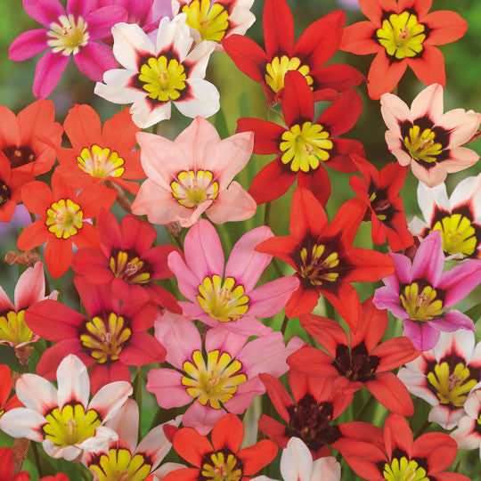 Wand Flowers Sparaxis Flower Bulbs 