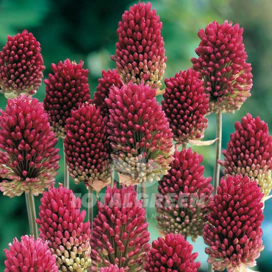 Drum Sticks Alliums Sphearocephalon Flower Bulbs