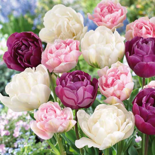 Tulips Collection Spring Break