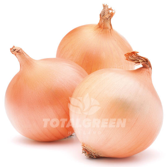 Onion Stuttgarter