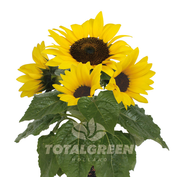 Sunflower Grow Kit in Pot TotalGreen Holland