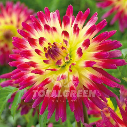 Dahlias Yellow Pink Flower Bulbs