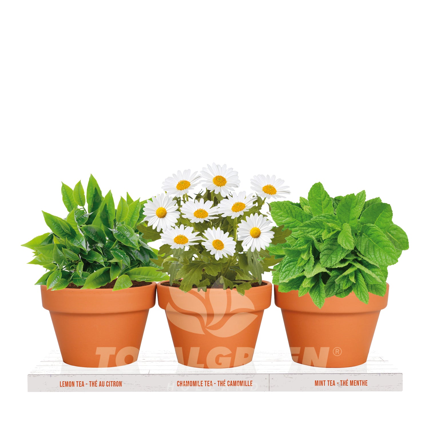 potted chamomile plant Kitchen Tea Trio Grow Kit Lemon - Chamomile - Mint