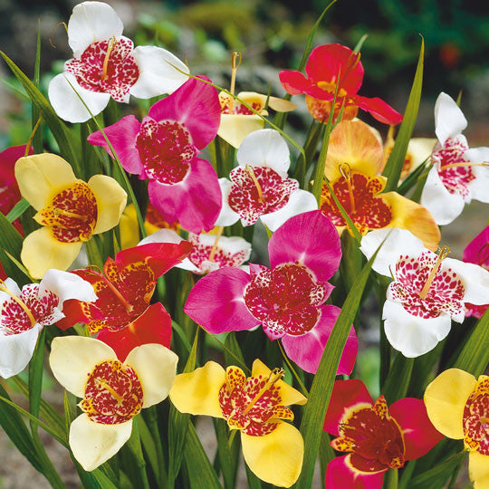 Mexican Shellflower Tigridia Mixed Flower Bulbs
