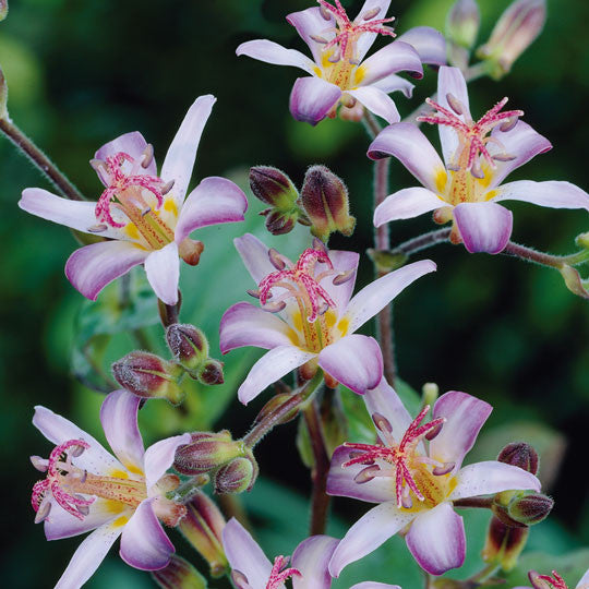 Toad Lily Tricyrtis Hirta Flower Bulbs