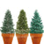 Christmas Tree Trio Grow Kit