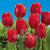 Tulips Triumph Red