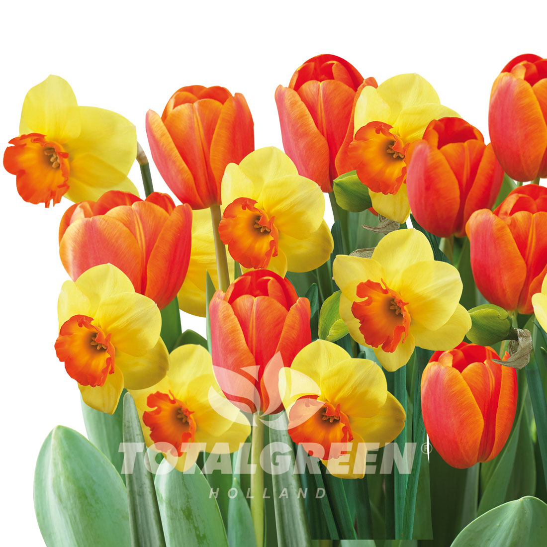 TOTALGREEN Bulbes de tulipe Total Green Holland(MD), couleurs variées  72736000-5
