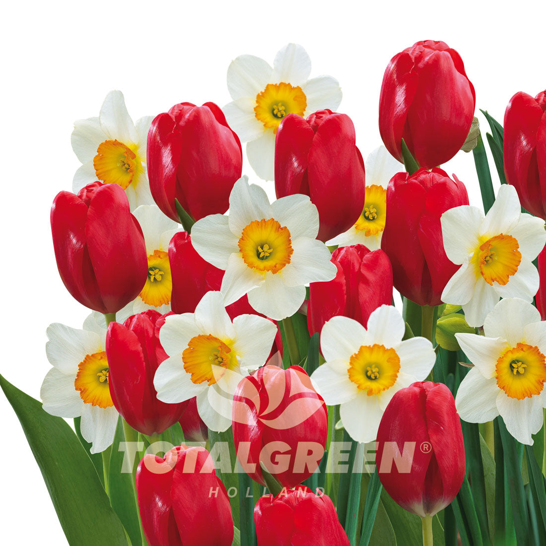 Color Your World Bulb Grow Kits