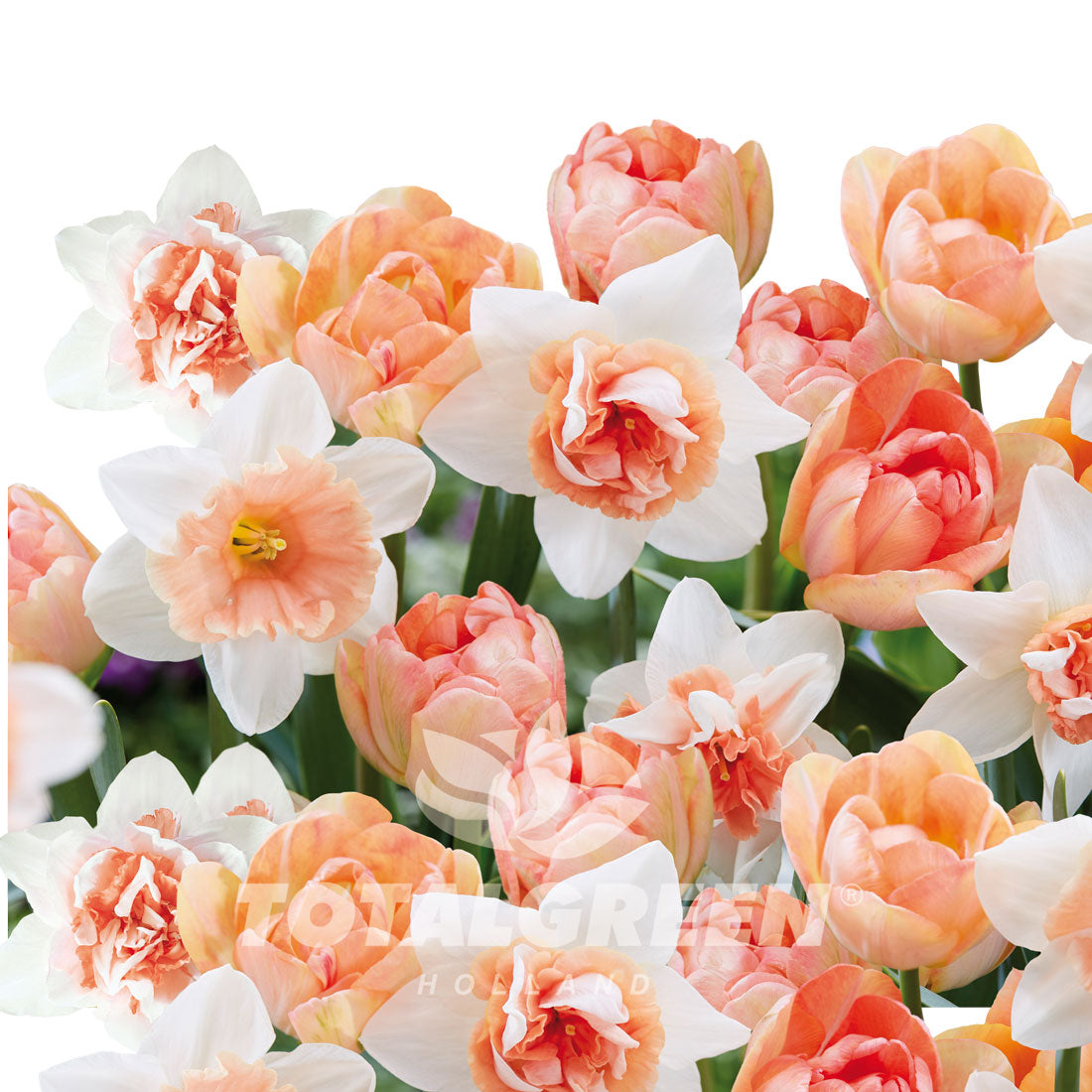 TOTALGREEN Bulbes de tulipe Total Green Holland(MD), couleurs variées  72736000-5