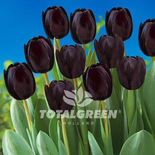 PaddyHill  Tulips プルオーバー　新品　ブラック Tulip Black Hero - Black Tulips | DutchGrown™ | Order Online
