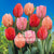 Tulips van Eijk Darwin Hybrid Mixed
