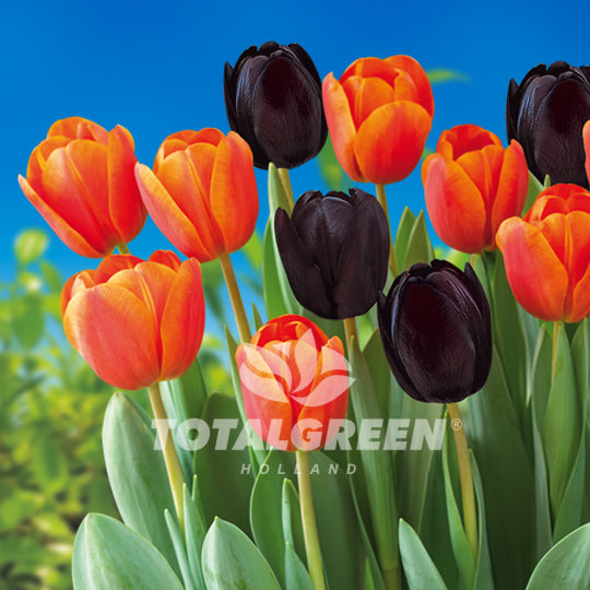 Tulips Triumph Orange - Black