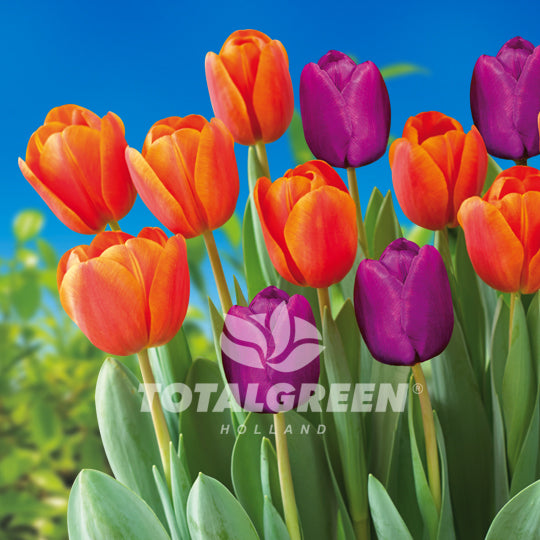 Tulips Triumph Orange - Purple