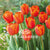 Tulips Triumph Orange