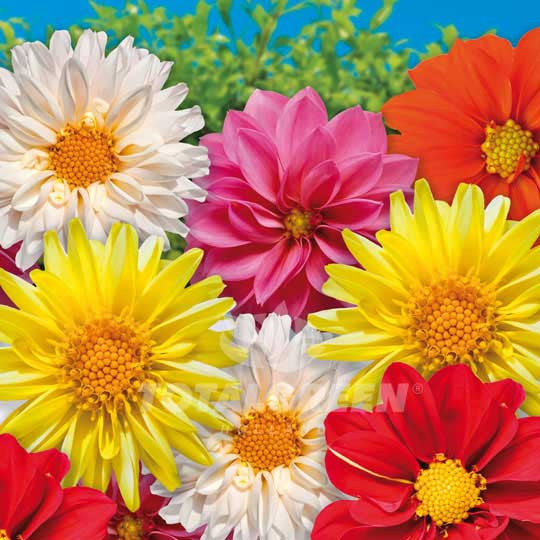 Dahlias Unwin Mixed Flower Bulbs
