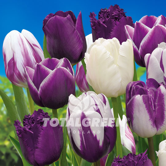 Tulips Triumph Venetian Blush