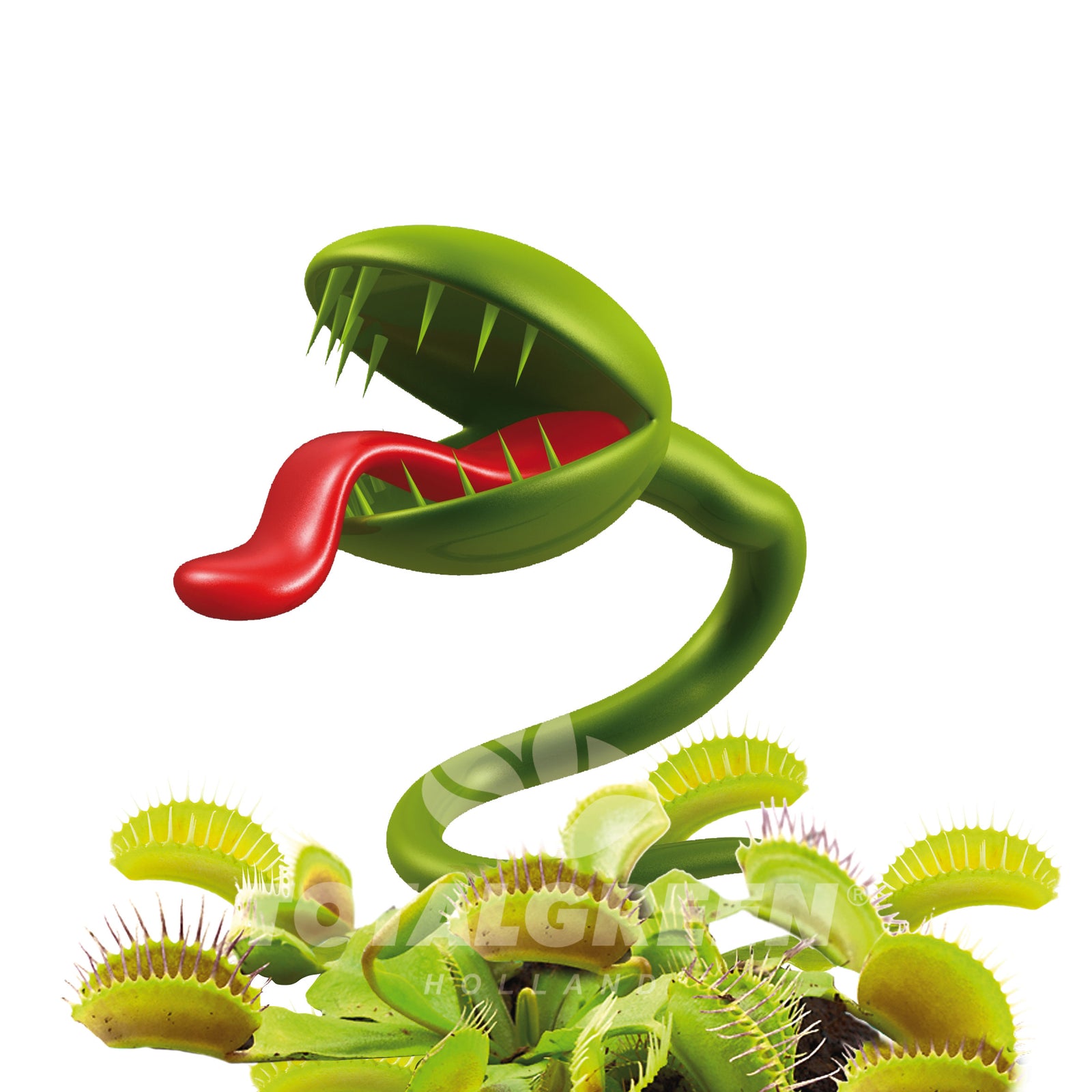 Venus Fly Trap Grow Kit