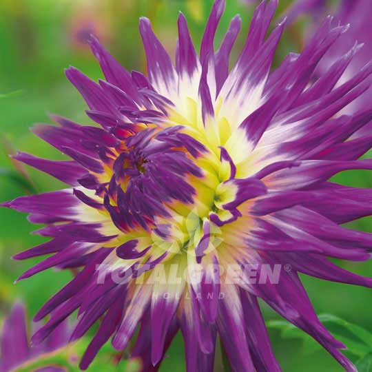 Dahlias Veritable Flower Bulbs