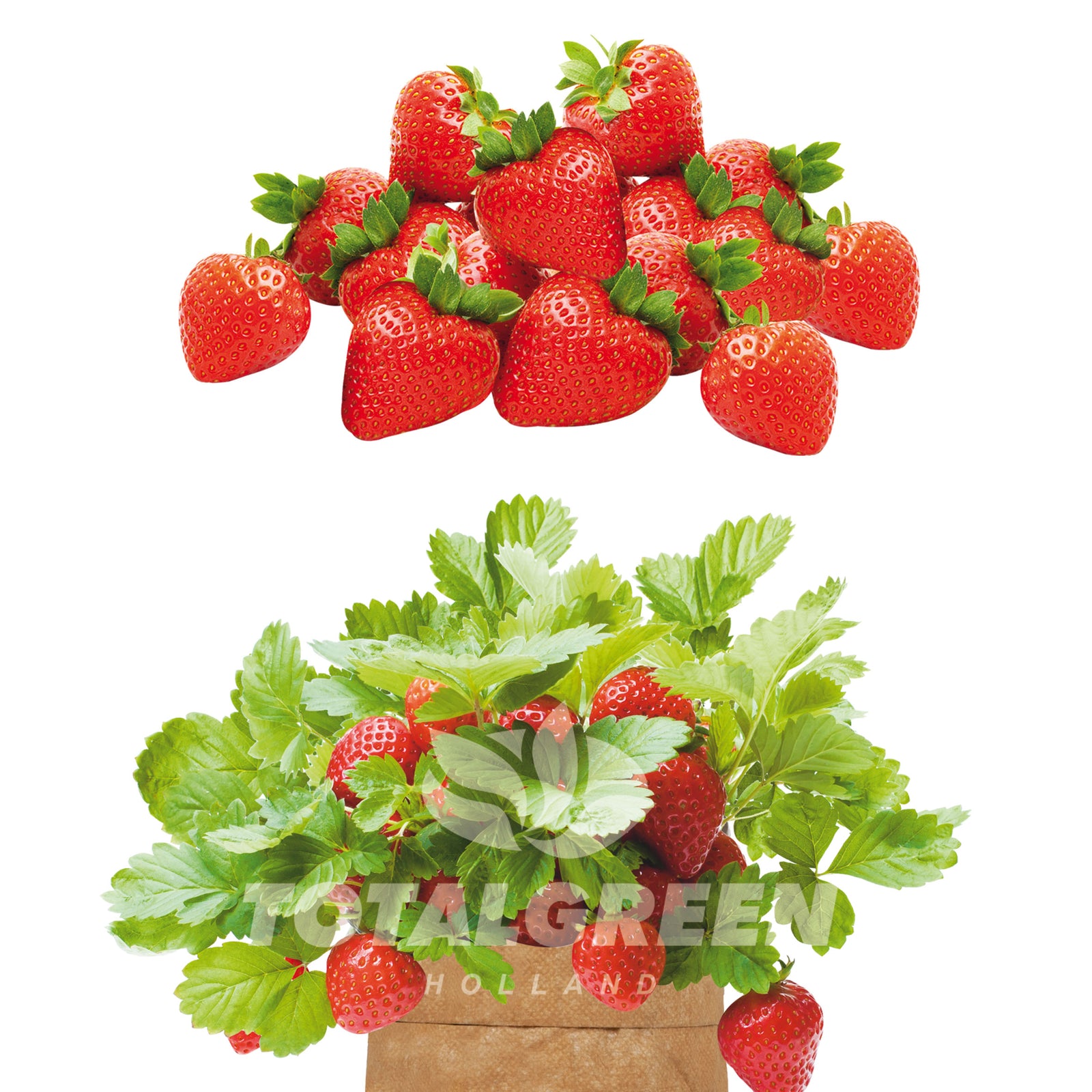 Seed Kits Basil, Mini Tomato, Strawberry in Vintage Bag