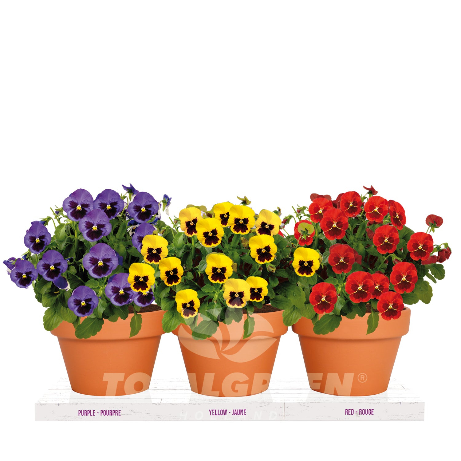 Violas Trio Grow Kit