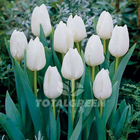 Tulips Triumph White TotalGreen Holland - Flower Bulbs