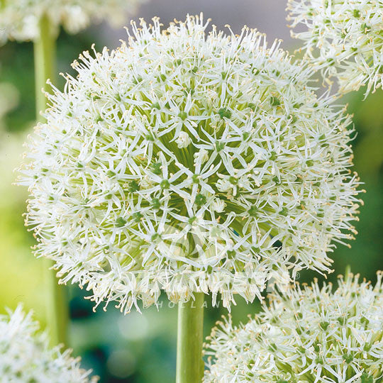 Alliums White Flower Bulbs