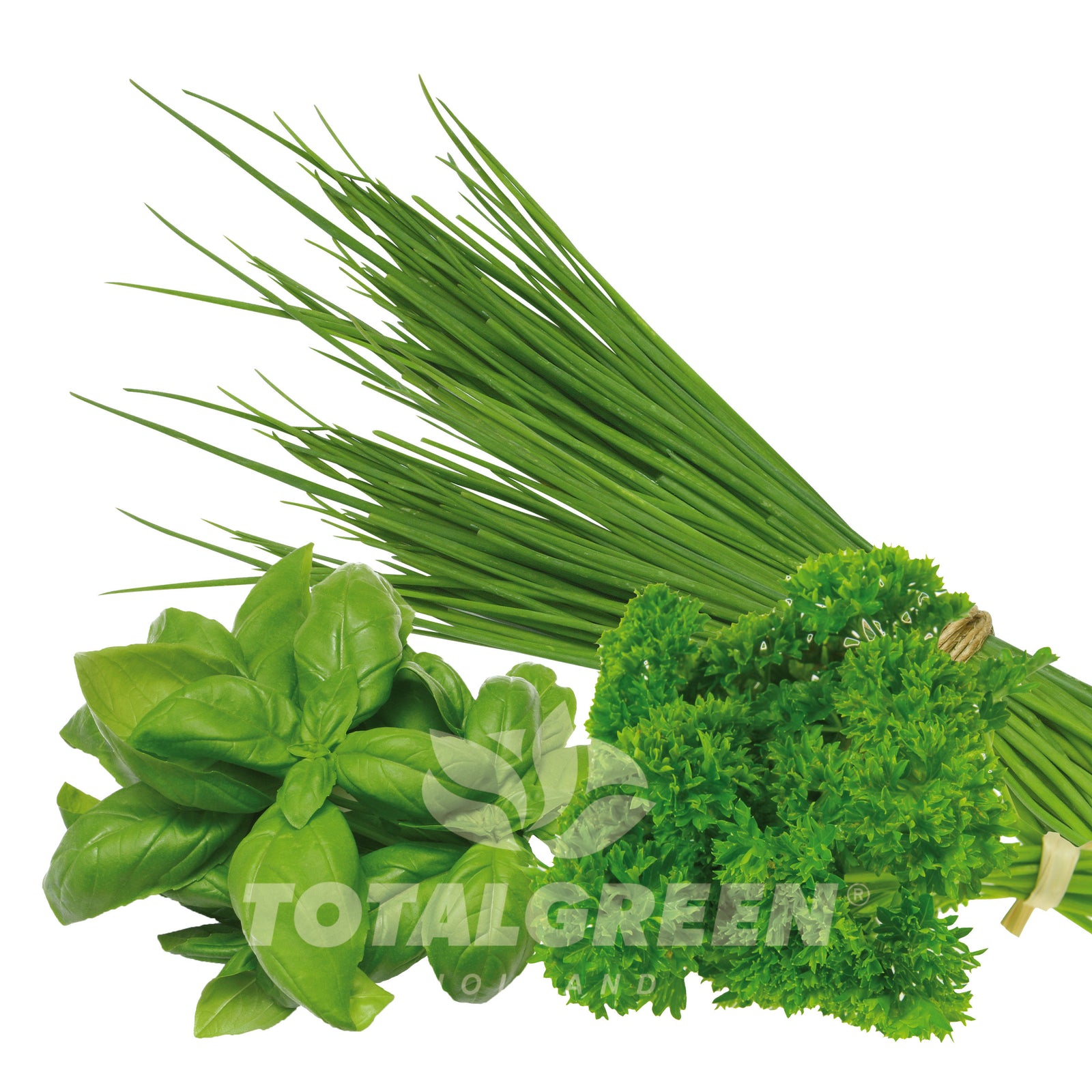 Windowsill Grow Kit Herbs