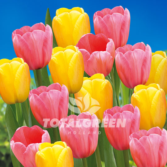 Tulips Yellow Pink Darwin Hybrid Mixed