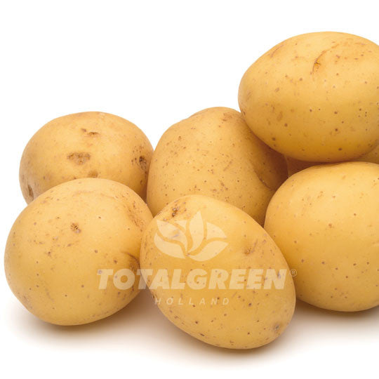 Potato Yukon Gold